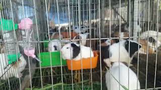 Những câu hỏi liên quan đến bọ ú sinh sản, mang bầu bao lâu?