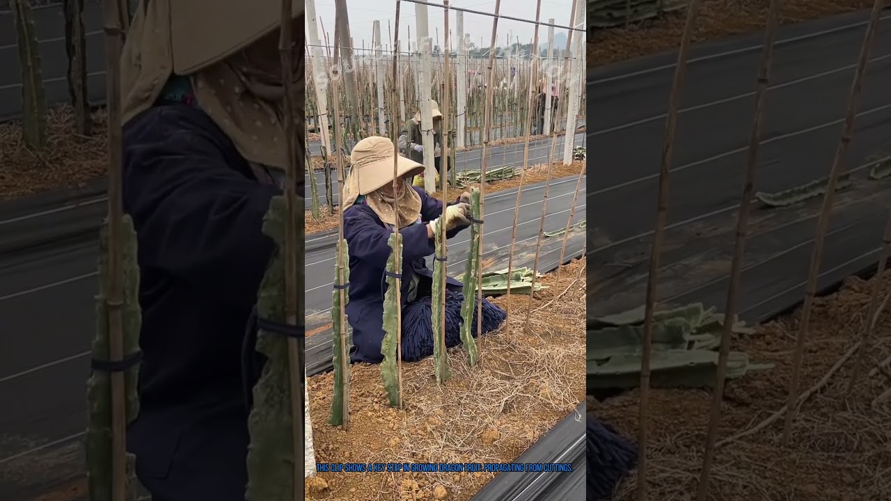Dragon Fruit Cutting Propagation: Farm Gardening Tip