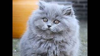 British Longhair Yavru Fiyatları   Satılık & Sahiplendirme İlanları   