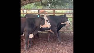 14 Fall calving Super Black Baldies bred to Angus Bulls