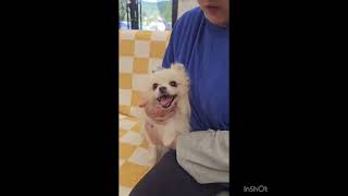 Video preview image #1 Pomeranian Puppy For Sale in Seattle, WA, USA