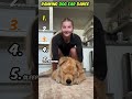 Ranking Dog Ear Dance