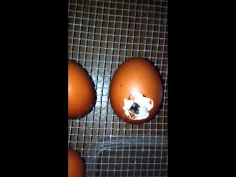 Das große Schlüpfen