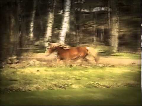 Tortebo's Lady Dianah