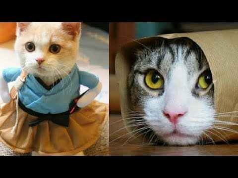 Itsss TIME for big LAUGH || best funny cat videoAliza Beauty