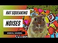 Rat Squeaking Noises When A Rat Squeaking When A Rat Squeaking Sound Effect Animation