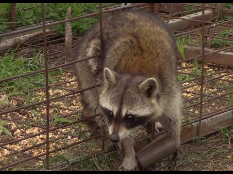 Raccoon hunting{CATCH, CLEAN, COOK} how to trap a...