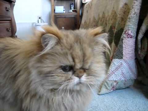 Nugget & Persistent Pupillary Membranes - 04.30.11