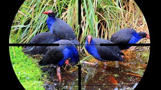 Download lagu Kebun Mandar biru //BERBURU BURUNG MANDAR BIRU & #SINTAR mp3