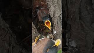 Download lagu satu suara bayi jalak #shorts mp3