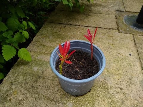 How to Propagate a Pieris Japonica Forest Flame