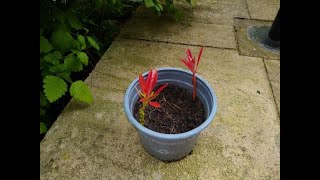 How to Propagate a Pieris Japonica Forest Flame