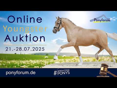 Kompliment Käptn Kuper Stute 2023 FN-B.Präm. Cayuga San / Desperado K WE