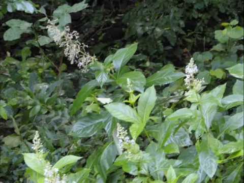 , title : 'Octonary Ingredients of Vernonia revoluta Formulations: Pankaj Oudhia's Medicinal Plant Database'