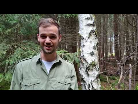 Allokation Kaufpreis Waldkauf