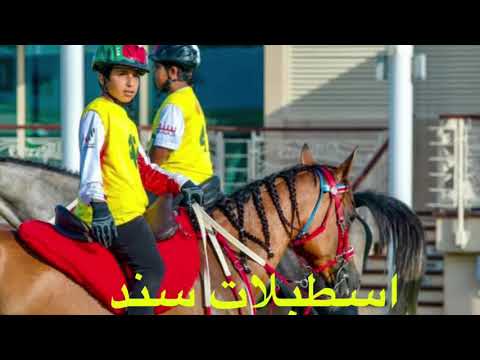 شيلة اسطبلات سند وفرسان سند