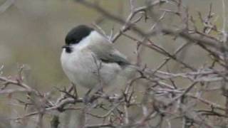 ( Dean Martin )  - &quot;Take These Chains From My Heart&quot;