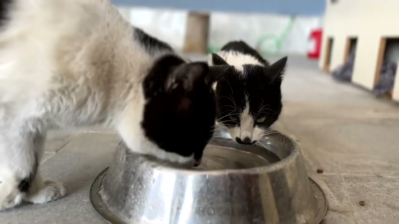 Tarsus Belediye Başkanı Boltaç'tan Can Dostlara Müjde