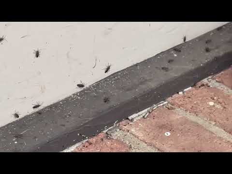 Box Elder Bugs Preparing for Spring in Hillsborough, NJ
