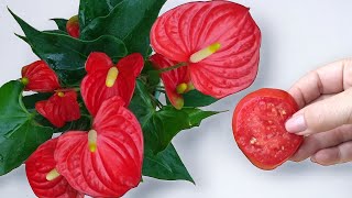 Es ist seltsam, aber es funktioniert! Nur 1 Stück Tomate für ANTHURIUM und sie blüht ununterbrochen