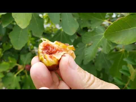 Figs, Friends, and Friendly Fig Raids! Chincoteague Island! 8/24/19