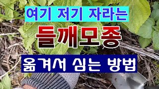 [텃밭농부 1,453]  여기 저기 올라 오는 들깨 모종. 옮겨 심기 #들깨재배