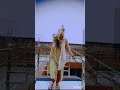 Dunge Mar S Kati Trendingvideo Dance Dancemusic Song Partymusic