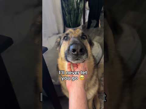 Life with a German Shepherd