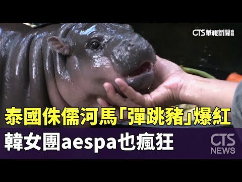 泰國侏儒河馬「彈跳豬」爆紅　韓女團aespa也瘋狂