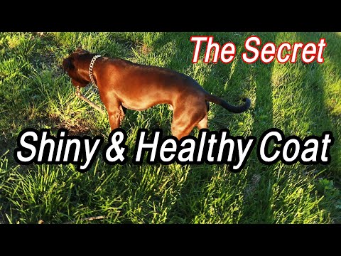 YouTube video about: How to soften coarse dog hair?