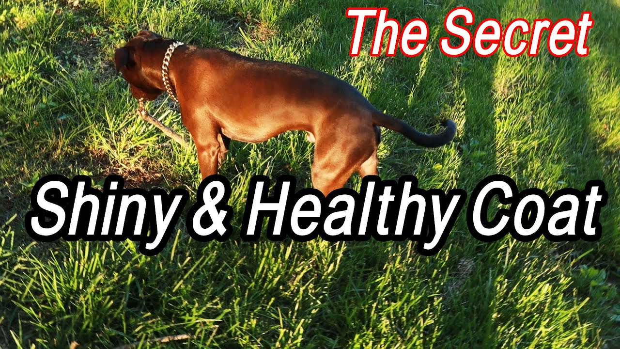 Watch video The SECRET To A Healthy And Shiny Dog Coat! Now The SECRET To A Healthy And Shiny Dog Coat!
