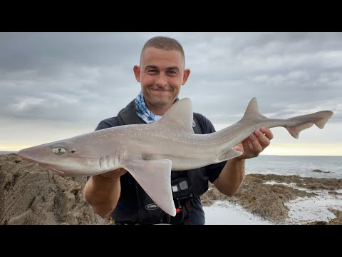 Fiskeri efter hvidplettet glathaj i England