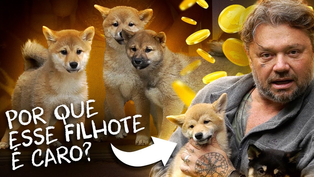 ESSA É A CRIAÇÃO DE SHIBA INU MAIS CARA DO BRASIL! | RICHARD RASMUSSEN