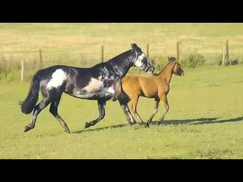 Lote 02 - BAILA COMIGO DO PURUNÃ