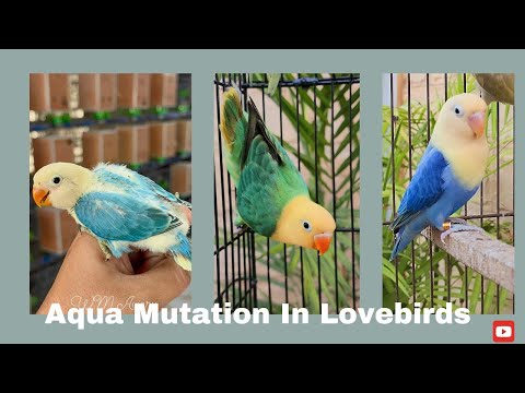 How to produce Aqua Opaline Pale fallow|Aqua Homozygote Dun fallow Opaline and B2 aqua