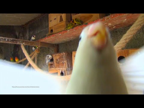 Lovebirds (Personata & Fischer) - Sunday, March 7th, 2021