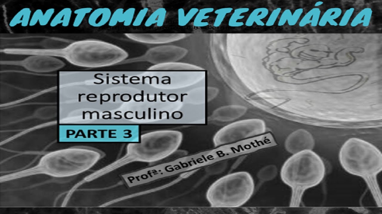 SISTEMA REPRODUTOR MASCULINO - parte 3 (anatomia veterinária)