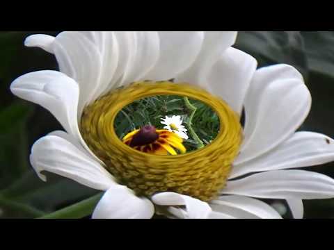 NIAMH LYNN, SING ME AN OLD FASHIONED SONG, twofold, new images