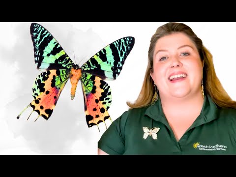 The Fascinating World of Lepidoptera: Butterflies & Moths Explained!