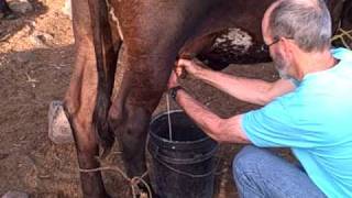 preview picture of video 'Hector'sFarm-JimMilking'