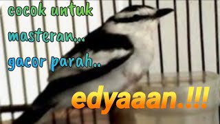 Download lagu Suara Burung Kapasan Kemiri mp3