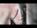 Exceptionally Rare Great White Shark Washes Up Dead In B C