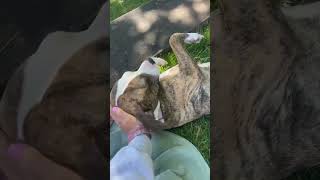 Video preview image #1 Mutt Puppy For Sale in Rustburg, VA, USA