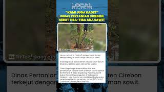 Kebun Sawit Tiba-tiba Muncul di Kawasan Resapan Mata Air, Dinas Pertanian Cirebon: Kami Juga Kaget!