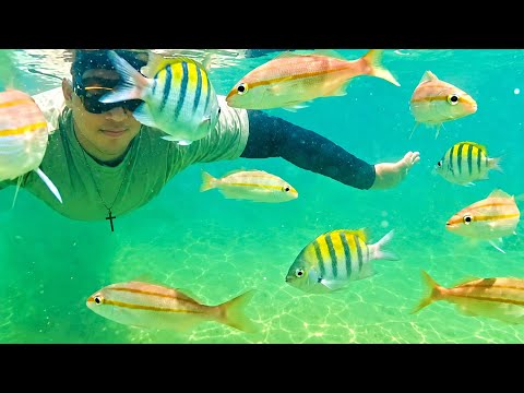 🐠🫧 MERGULHO COM OS PEIXES, Icapui CE 