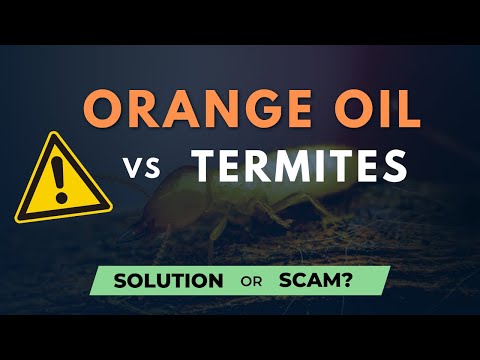 Orange Oil Treatment for Termites - Does it work? (DIY Termite Treatment)