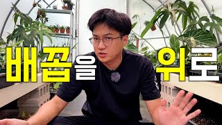 안스리움 심을 때 가장 많이 하는 실수☠️ 혹시 당신도?