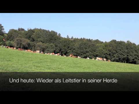 Gut Aiderbichl Kilb: Stier Betzi