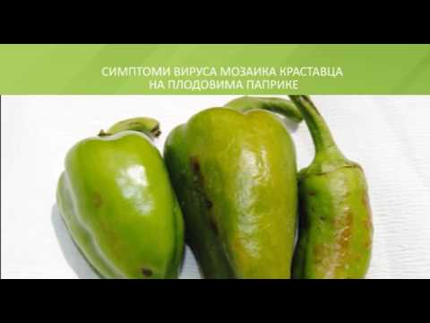 Zelena prognoza, 20.6.2016. - O stanju u usevima paprike