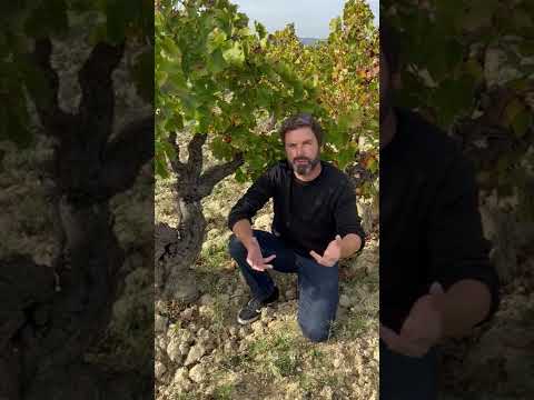 Thierry Sabon de Clos du Mont-Olivet na safra 2020